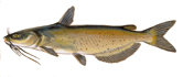 channel catfish