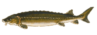 lake sturgeon