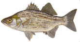 White bass